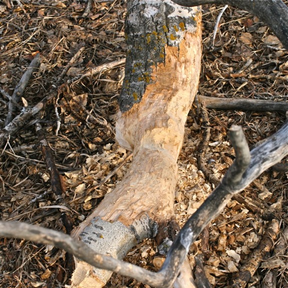 Beaver Stump