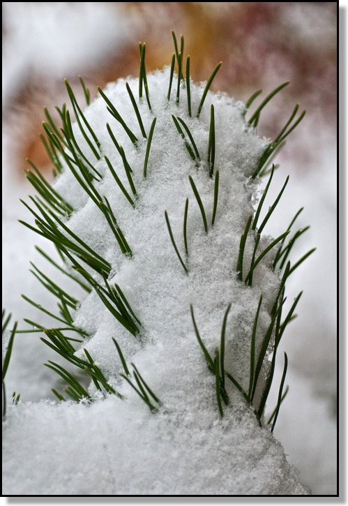 Mugo Pine, Snow, Winter, backyard