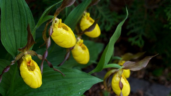 Lady Slippers 201006IMG_8836