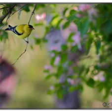 Goldfinch