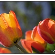 Tulips