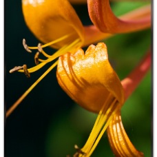 Honeysuckle