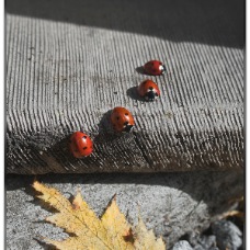 Ladies in Waiting