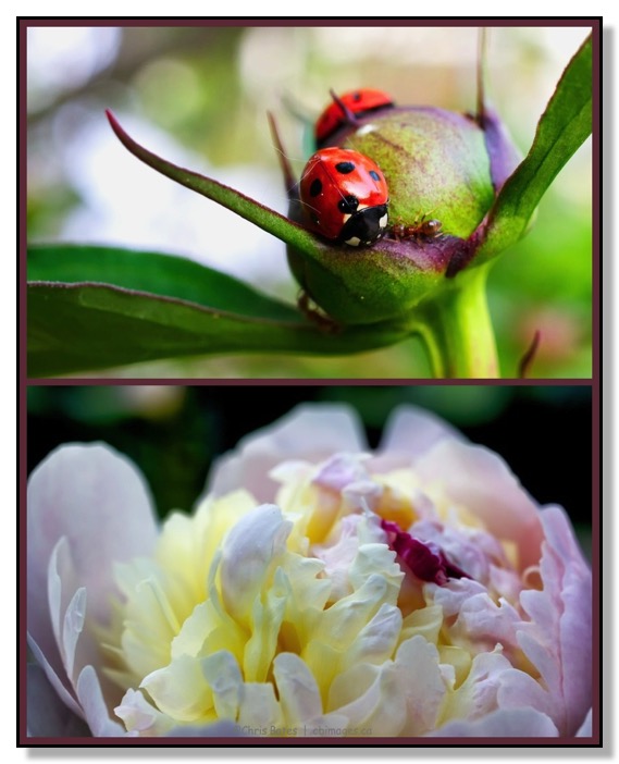 Peony, bud, bloom, ant, ladybug, macro, nature