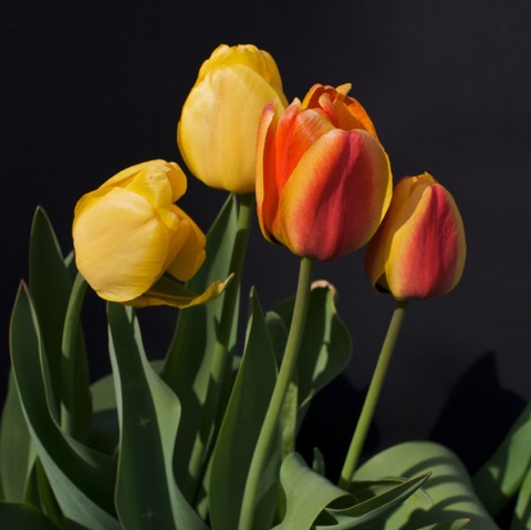 Black Tulips 201005IMG_8296