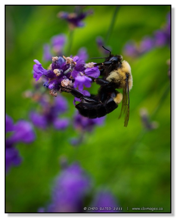 nature, bee, working, flower, Lakefield, Ontario