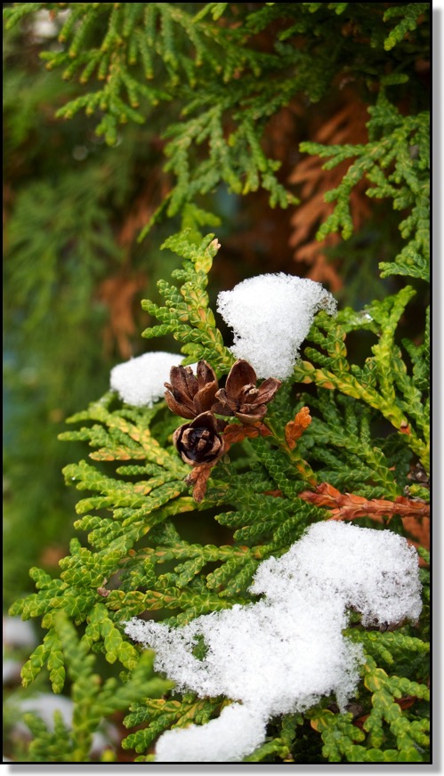 Cedar Tree Snow Macro Photography