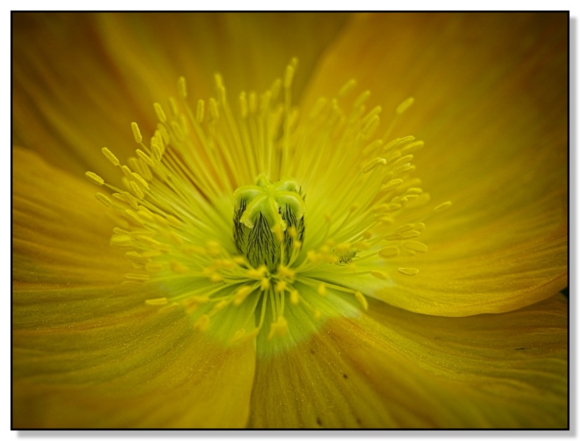 Close up Poppy