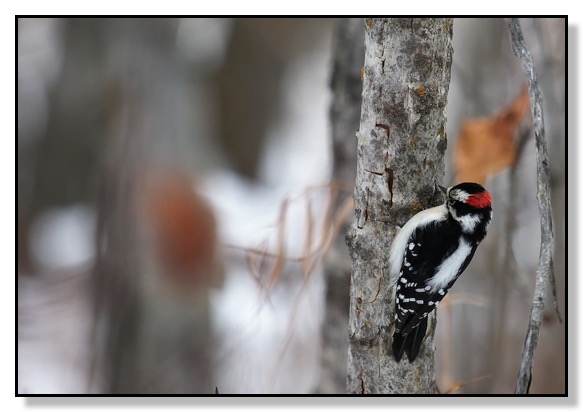 Downy Woodpecker, nature, bird, Kerry Wood Nature Centre, Alberta