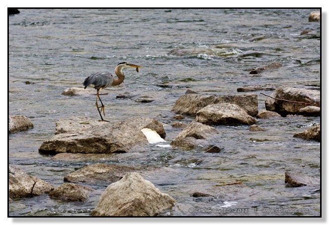 Great Blue Heron, fish, fishing, Youngs Point, Ontario