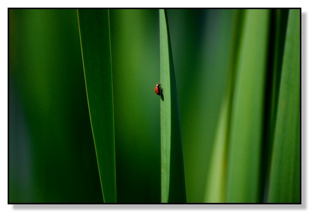 Ladybug, cattails, pattern, Red Deer, Alberta, Canada, Chris Bates Photography, Bower Ponds