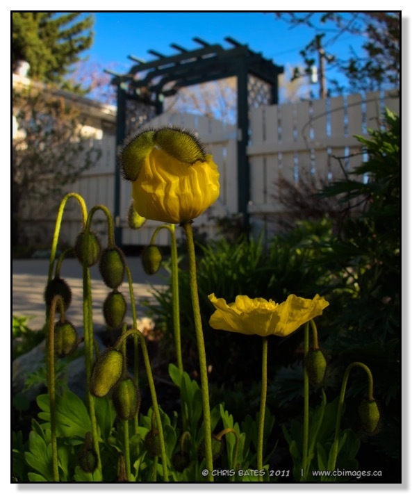 Poppy, yellow, backyard