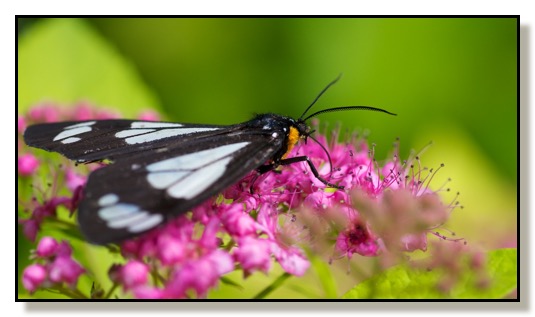 Moth Spirea Flower Macro Chris Bates Photography