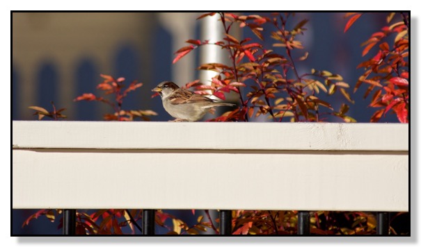 House Sparrow, Rose Bush, Autumn, Fall, Fence, Colour