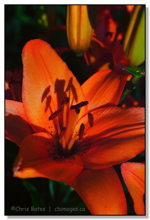 Orange Lily, nature, floral, Alberta, macro