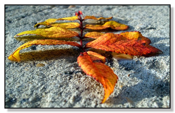Rose Leaves, Nature, Concrete, Chris Bates Photography
