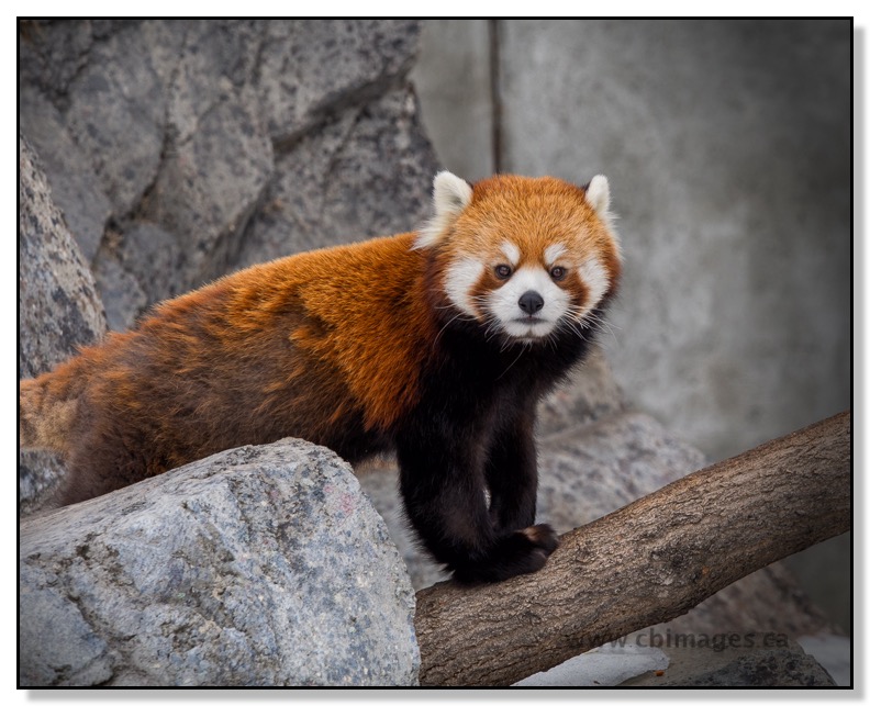Red Panda at Calgary Zoo