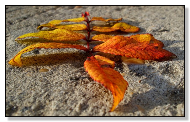 Rose Leaves, Concrete, sidewalk.