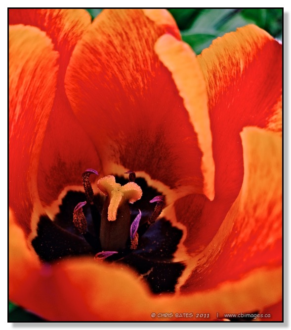 Tulip, Red Deer, Alberta, Macro, spring
