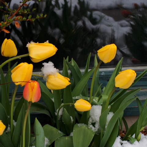 Snow Tulips 201005IMG_8336