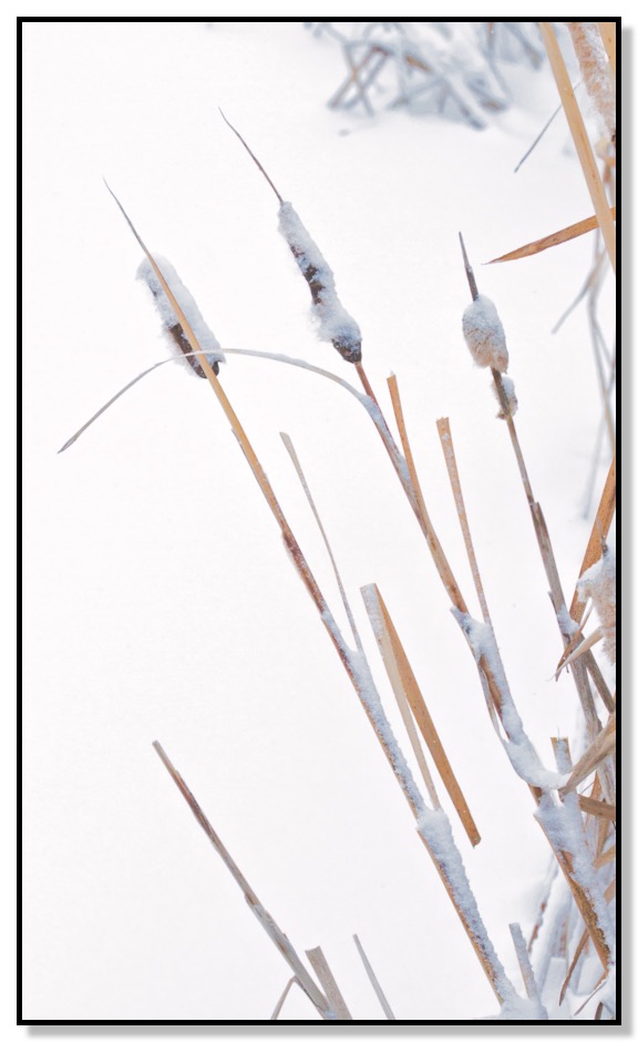Snowy Cat Tails