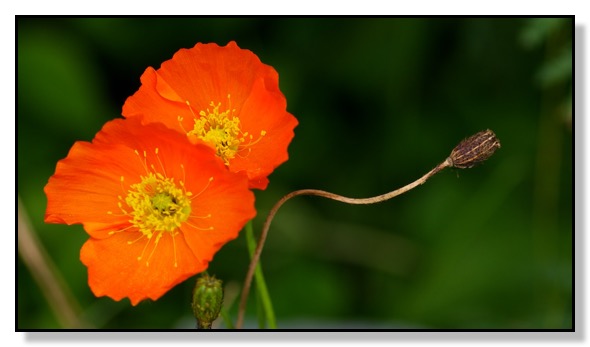 Chris Bates Photography, Poppy, Seed, Nature, Macro, Red Deer, Alberta, Canada