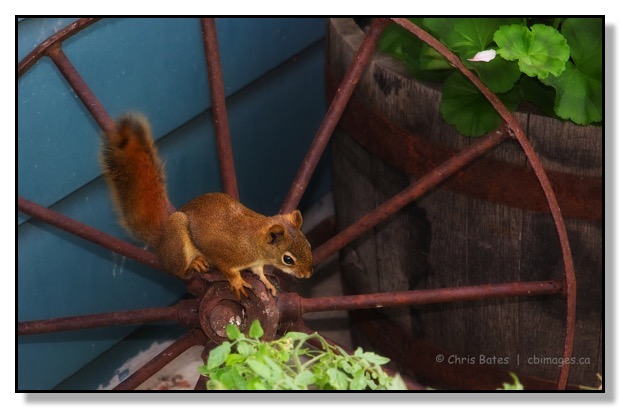 Squirrel on old wagon wheel foraging for food