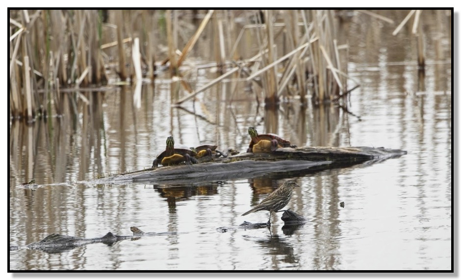 Turtles and Blackbird Marsh Life II