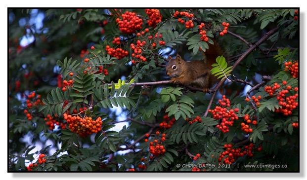squirrel, mountain ash, berry, berries, leaves, fall