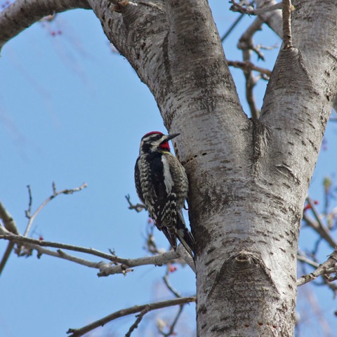 Woodpecker 201005IMG_9905