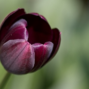 Open Purple Tulip.jpg