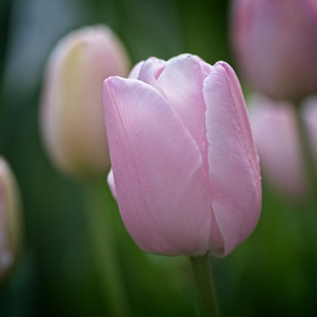 Pink Tulip Effects.jpg