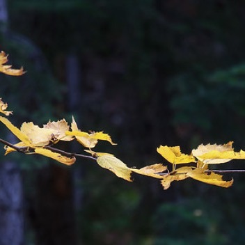 Yellow Leaves Heart Creek.jpg